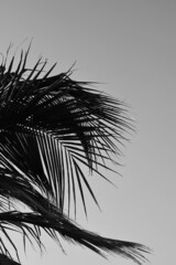 Obraz premium palm tree silhouette
