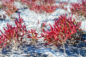 Red Salicornia or glasswort close up. Marsh samphire or pickleweed