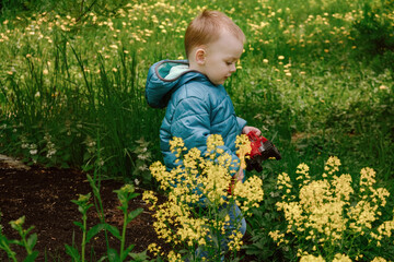 Toddler boy walking through yellow spring flower field. Childhood concept.