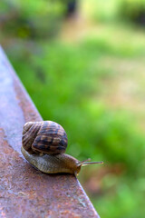 Snail crawling on rusty metal surface. Wet trail of snail is clearly visible. Topic: snail mucin is new ingredient in cosmetics and promising area of medicine