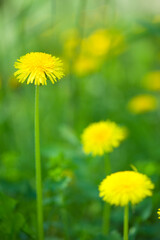 Dandelion flowers (Taraxacum officinale) in the field. Selective focus and shallow depth of field.