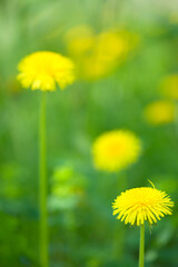 Dandelion flowers (Taraxacum officinale) in the field. Selective focus and shallow depth of field.