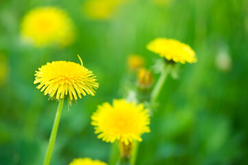 Dandelion flowers (Taraxacum officinale) in the field. Selective focus and shallow depth of field.