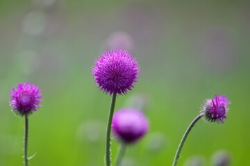 Beautiful lilac flower of thistle blossoming in steppe