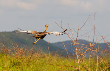 Red-crested korhaan (Lophotis ruficrista) is a species of bird in the Otididae family. It is found in Angola, Botswana, Mozambique, Namibia, South Africa, Swaziland, Zambia and Zimbabwe.