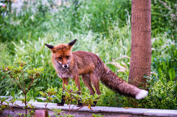 red fox walking over a wall in the woods