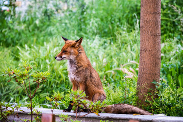 red fox sitting on a wall in the woods