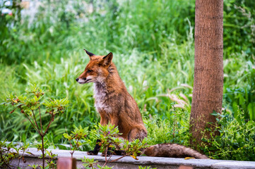 Naklejka na ściany i meble red fox sitting on a wall in the woods