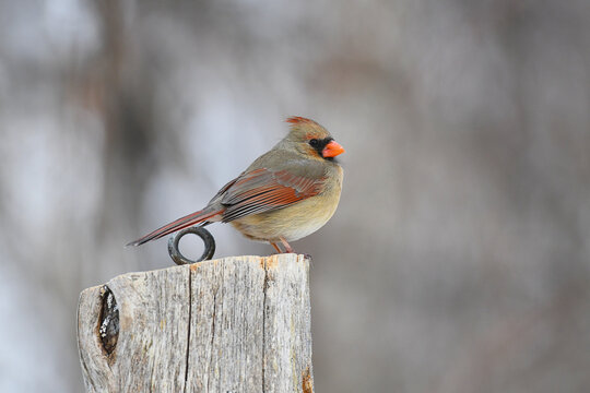 Northern Cardinal female resting on a wooden pole