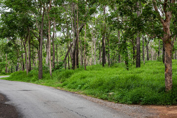 road in forest conservation area