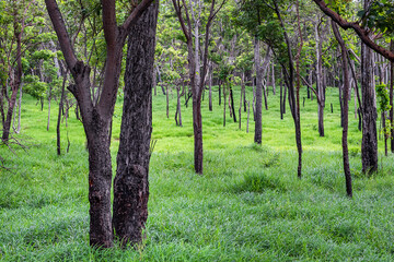 Fototapeta premium Forest Conservation Areas in Thailand