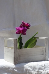 flower orchid plants in a devern box macro
