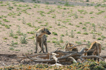 Spotted Hyena in the Kgalagadi, South Africa