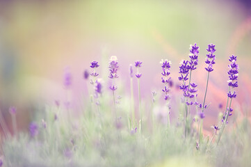 Lavenders (Lavandula angustifolia) in the summer. Selective focus and shallow depth of field.