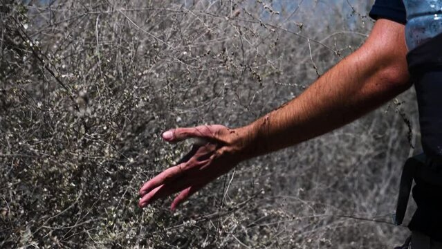 Close up slow motion of hiker's arm and hand going through and skimming branches and tall grass as he walks along a desert trail. Location is Ramon Crater in the Negev Desert, Israel.