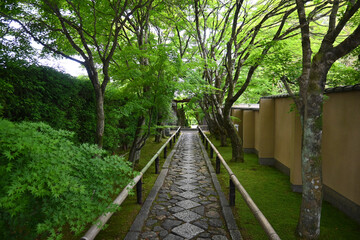 Fototapeta na wymiar 初夏に参拝した京都市の光悦寺参道が美しい