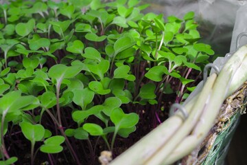 Fresh micro greens of kohlrabi sprouts. Concept of healthy food, indoor gardening, balcony garden. 