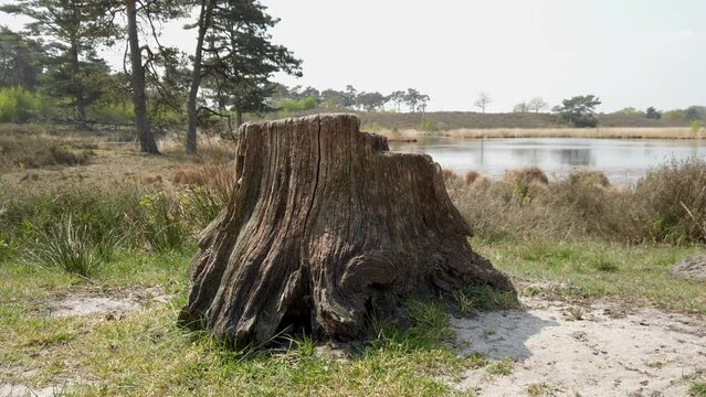 Close up dry tree trump near the lake. Save nature and global warming video