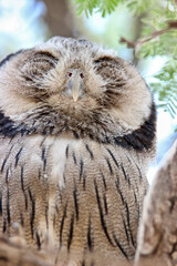 Southern White-faced Owl, Kgalagadi, South Africa