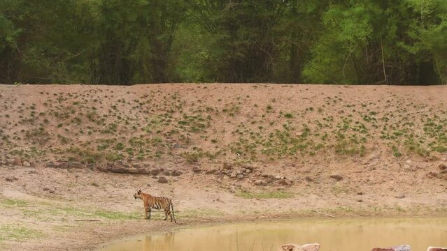wide shot of alert wild female bengal tiger near waterhole in hot summer season in action after possible moment of prey near waterhole bandhavgarh national park madhya pradesh india - panthera tigris