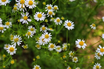 Matricaria chamomilla flowers on meadow. Field of camomile.
