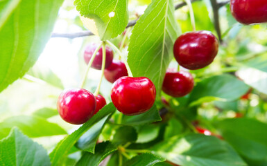 Cherries hanging from the branch