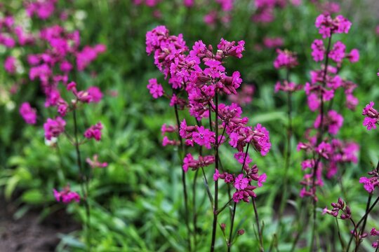 Viscaria vulgaris, delicate pink wildflowers. Blooming sticky catchfly.