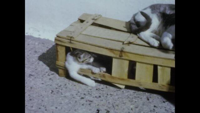 Italy 1964, Domestic kittens
