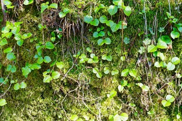 苔の壁と若葉