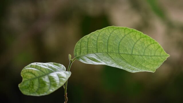  Artocarpus lacucha tree and green leaves on nature background.