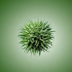  Cucumis Hirsutus Kastanie