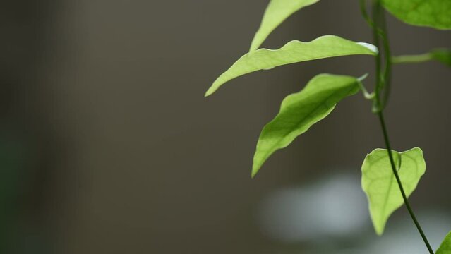Ya-Nang thai name or tiliacora triandra branch green leaves on nature background.