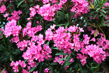 Pink oleander flowers. Rose laurel shrub in bloom.