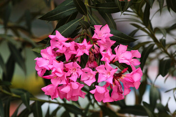 Pink oleander flowers. Rose laurel shrub in bloom. Nerium