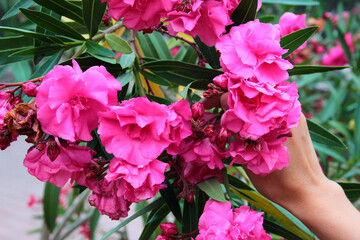 Pink oleander flowers. Rose laurel shrub in bloom.