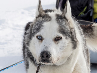 Siberian Husky dog black and white colour with blue and brown eyes in winter