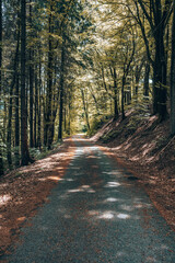 Die Lichter im Waldweg