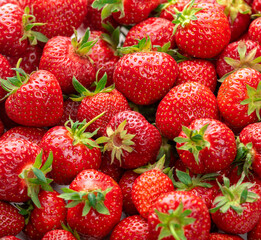 Ripe strawberries with green sepals. Background