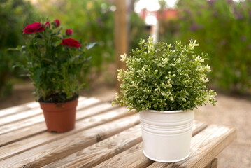 Summer or spring beautiful garden with plants and flowers