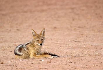 Naklejka premium Black-backed Jackal, Kgalagadi, South Africa