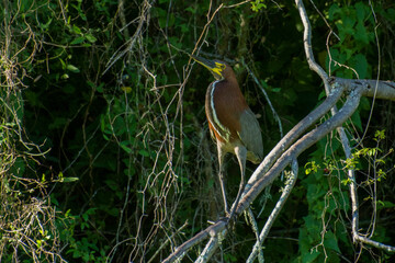 hoc&oacute; colorado