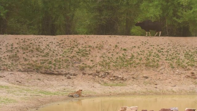 full shot of wild female bengal tiger near waterhole indian bison or Bos gaurus face off then bison or gaur avoid fight and ran away at bandhavgarh national park madhya pradesh india - panthera tigris