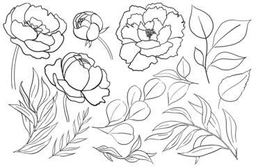 Watercolor black outline peony flowers and garden leaves illustration element © katrinshine