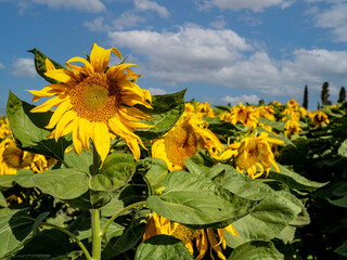 Sunflower field against the blue sky. Agriculture.