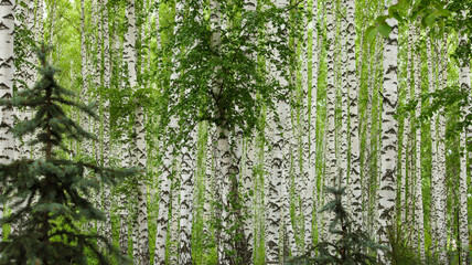 Fototapeta premium Birch grove in spring on a clear summer day. Beautiful young birch trees formed the forest. Small young Christmas trees grow in the middle of the forest.