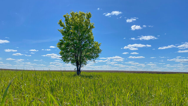 A lonely young green tree. Growing alone in a green field. A tree against a blue sky with small feathery fragments.