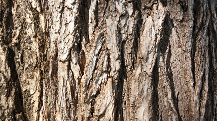 The bark of a large tree, close-up. Relief texture of oak bark on a sunny day.