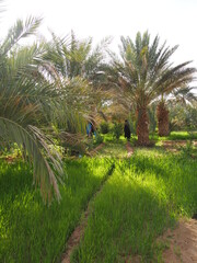 Un oasis dans le désert du Sahara marocain