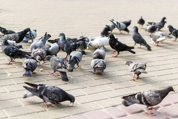 A close-up shot of many randomly positioned pigeons eating from the floor on the street