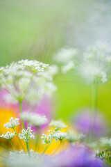 Close-up of meadow flowers. Selective focus and shallow depth of field.